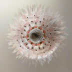 Murano Palmette Pink Trasparent Chandelier product image
